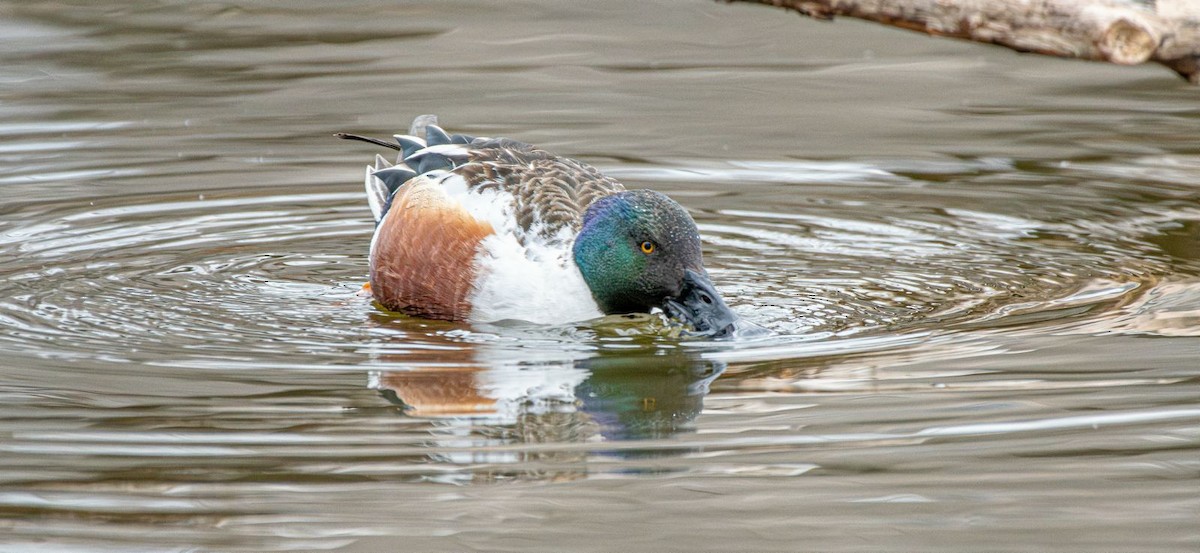 Northern Shoveler - ML631974576