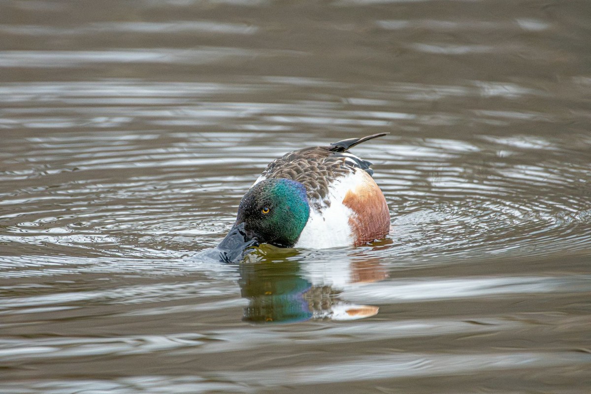 Northern Shoveler - ML631974577