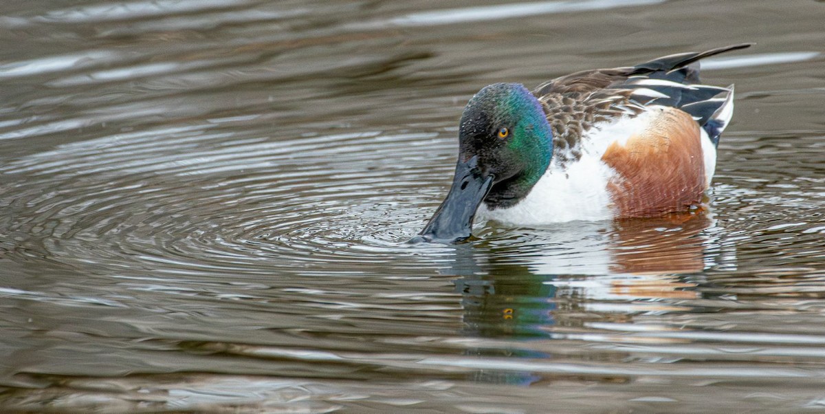 Northern Shoveler - ML631974578