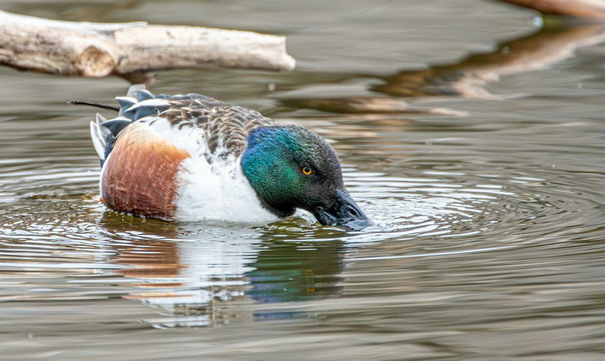 Northern Shoveler - ML631974579