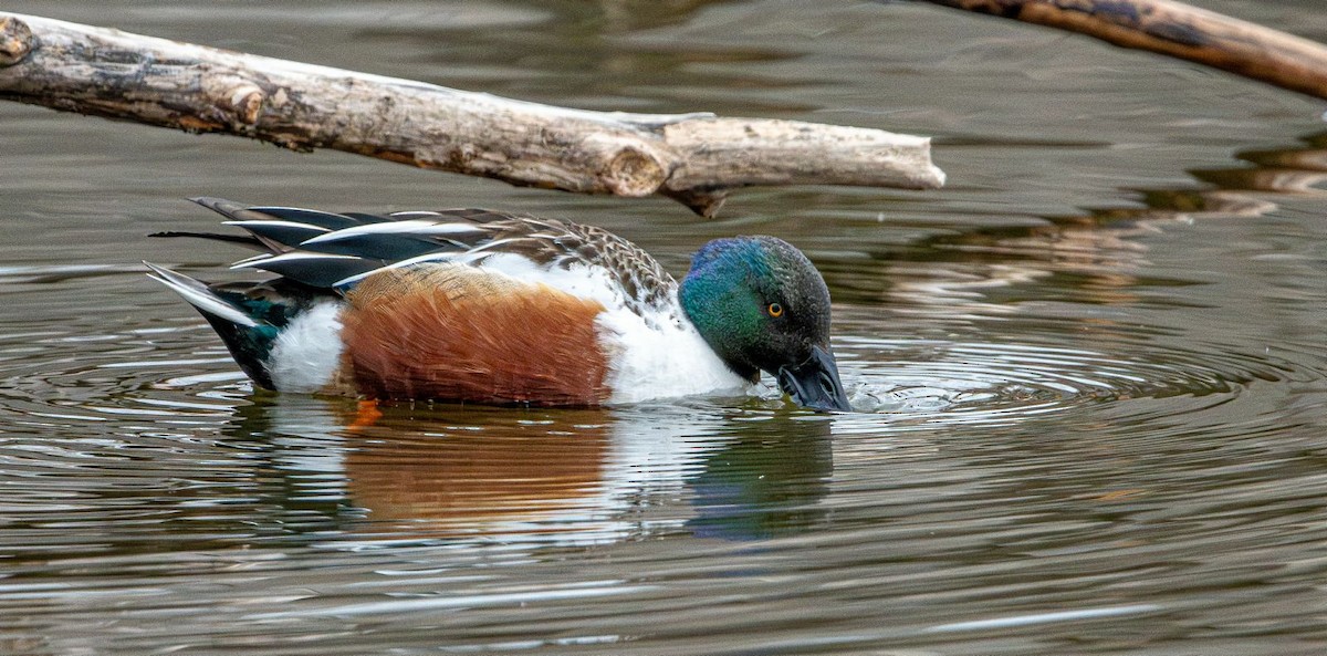 Northern Shoveler - ML631974580