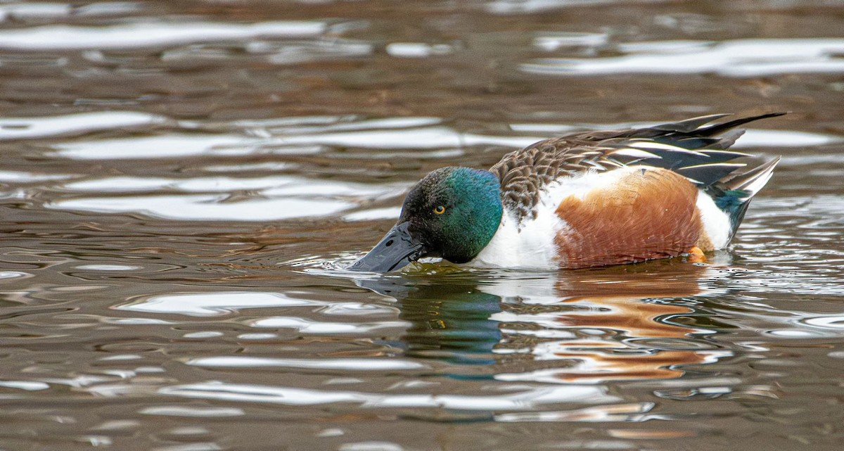 Northern Shoveler - ML631974581