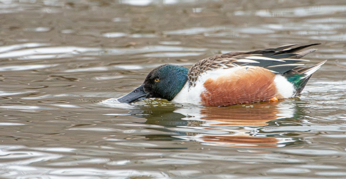 Northern Shoveler - ML631974582