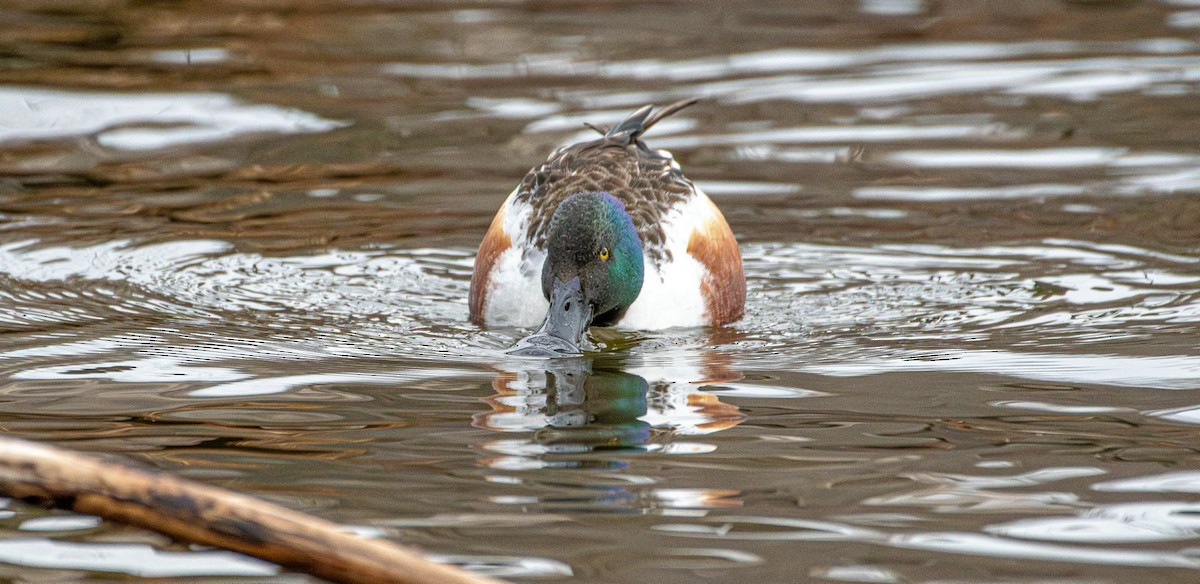 Northern Shoveler - ML631974583