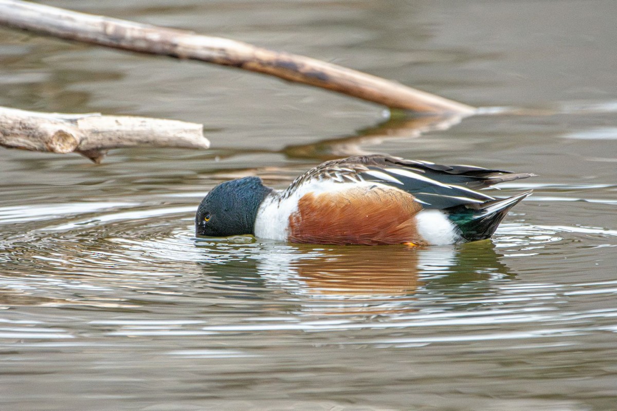 Northern Shoveler - ML631974585