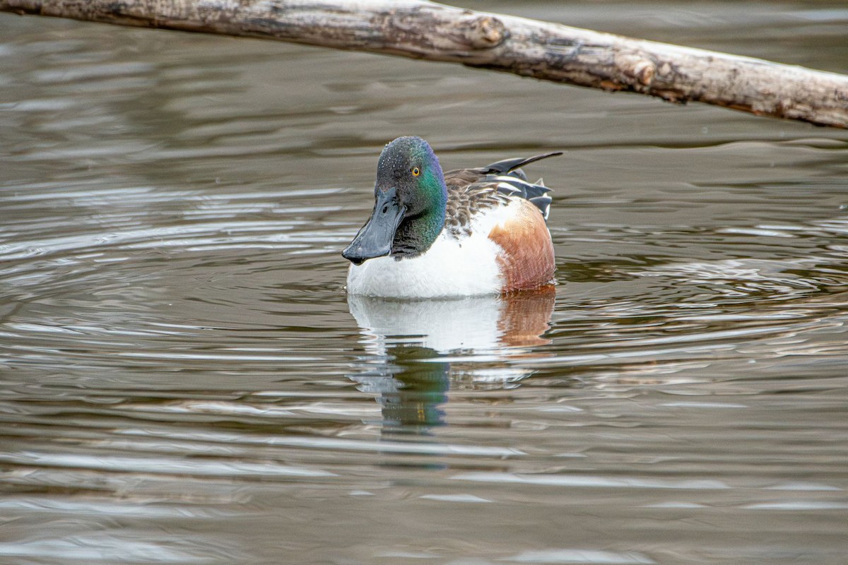 Northern Shoveler - ML631974586