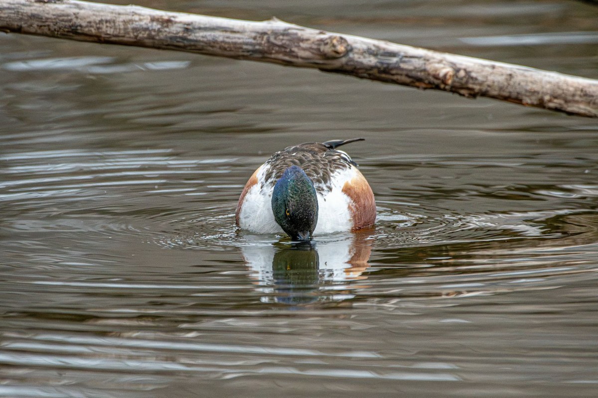 Northern Shoveler - ML631974587