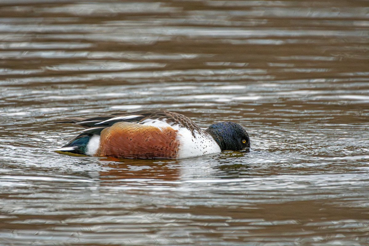 Northern Shoveler - ML631974588