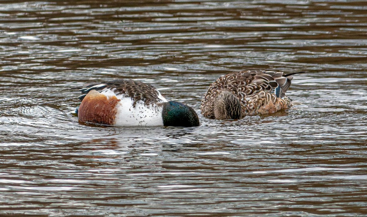 Northern Shoveler - ML631974589