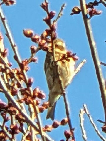 Purple Finch - ML631974999