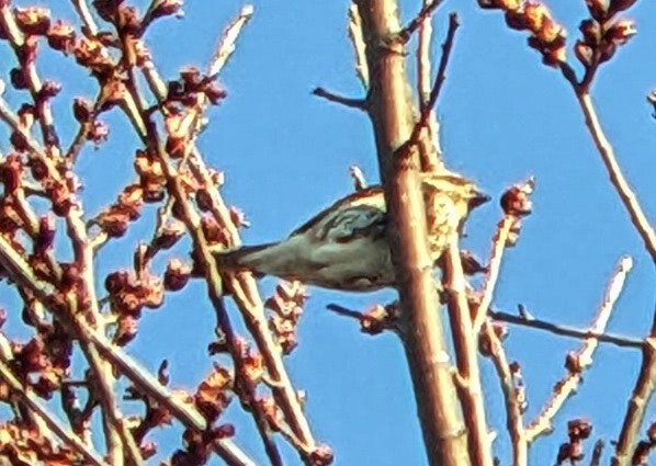 Purple Finch - ML631975038