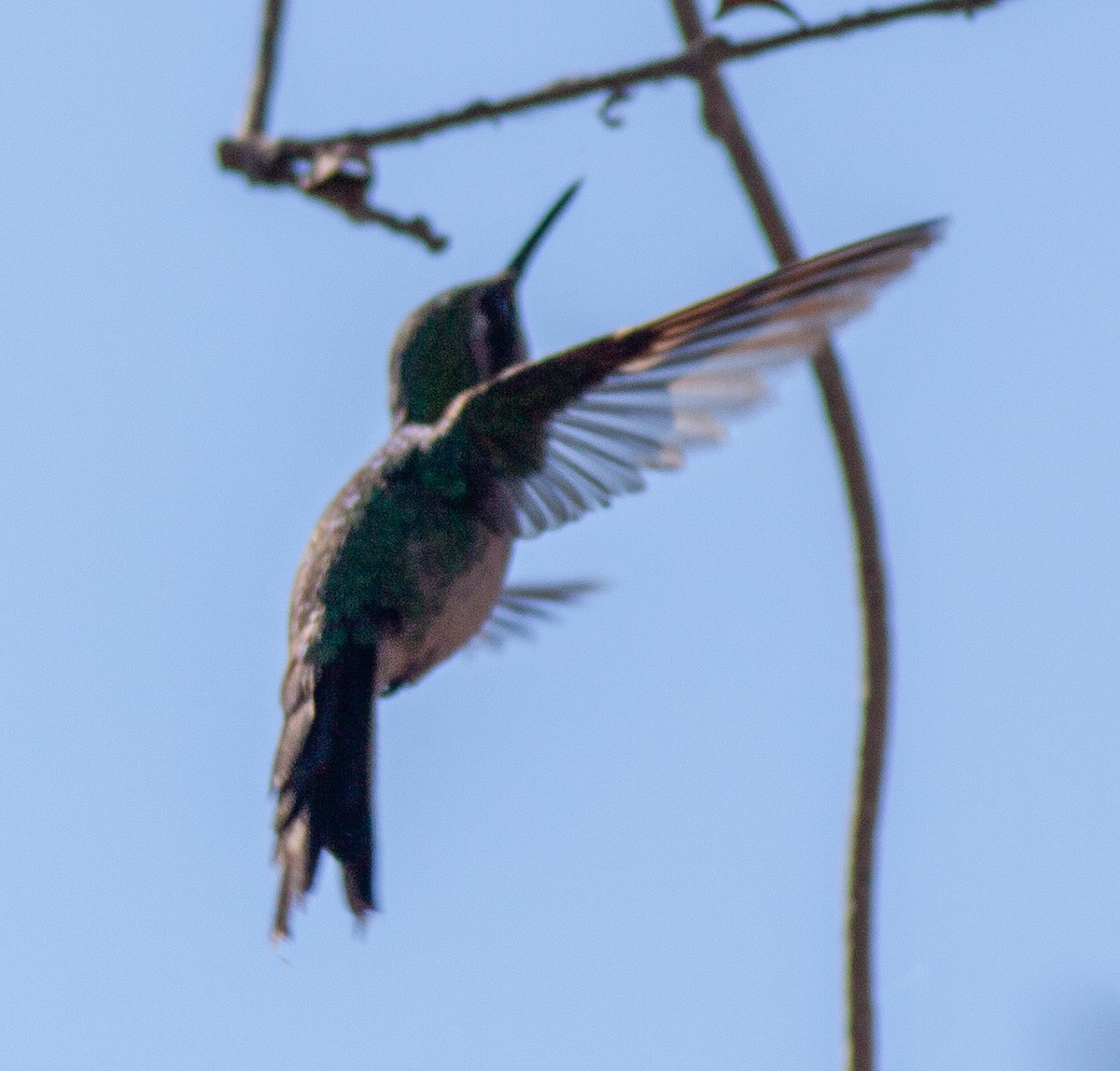Golden-crowned Emerald - ML631975070