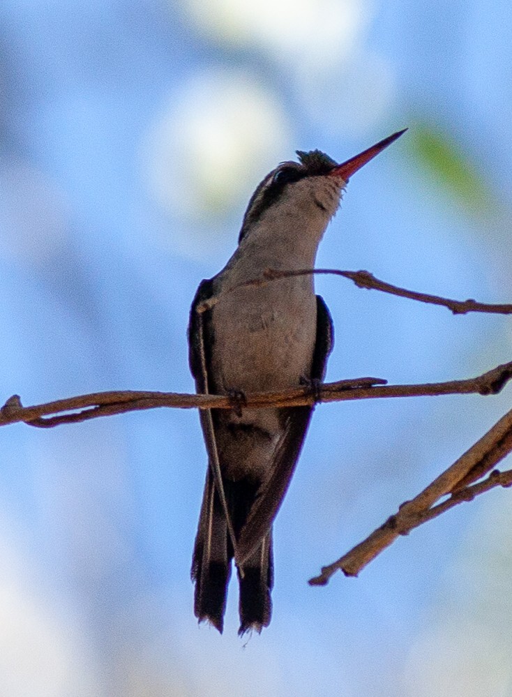 Golden-crowned Emerald - ML631975071