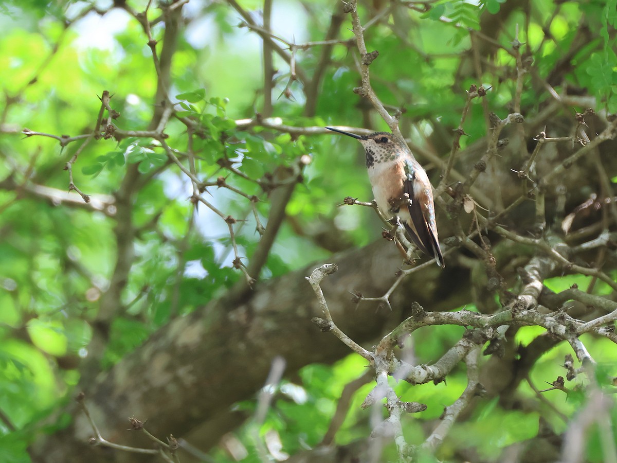 Rufous Hummingbird - ML631975084