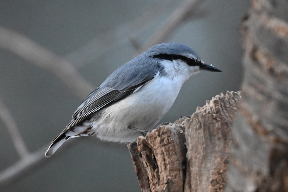 Eurasian Nuthatch (White-bellied) - ML631975088