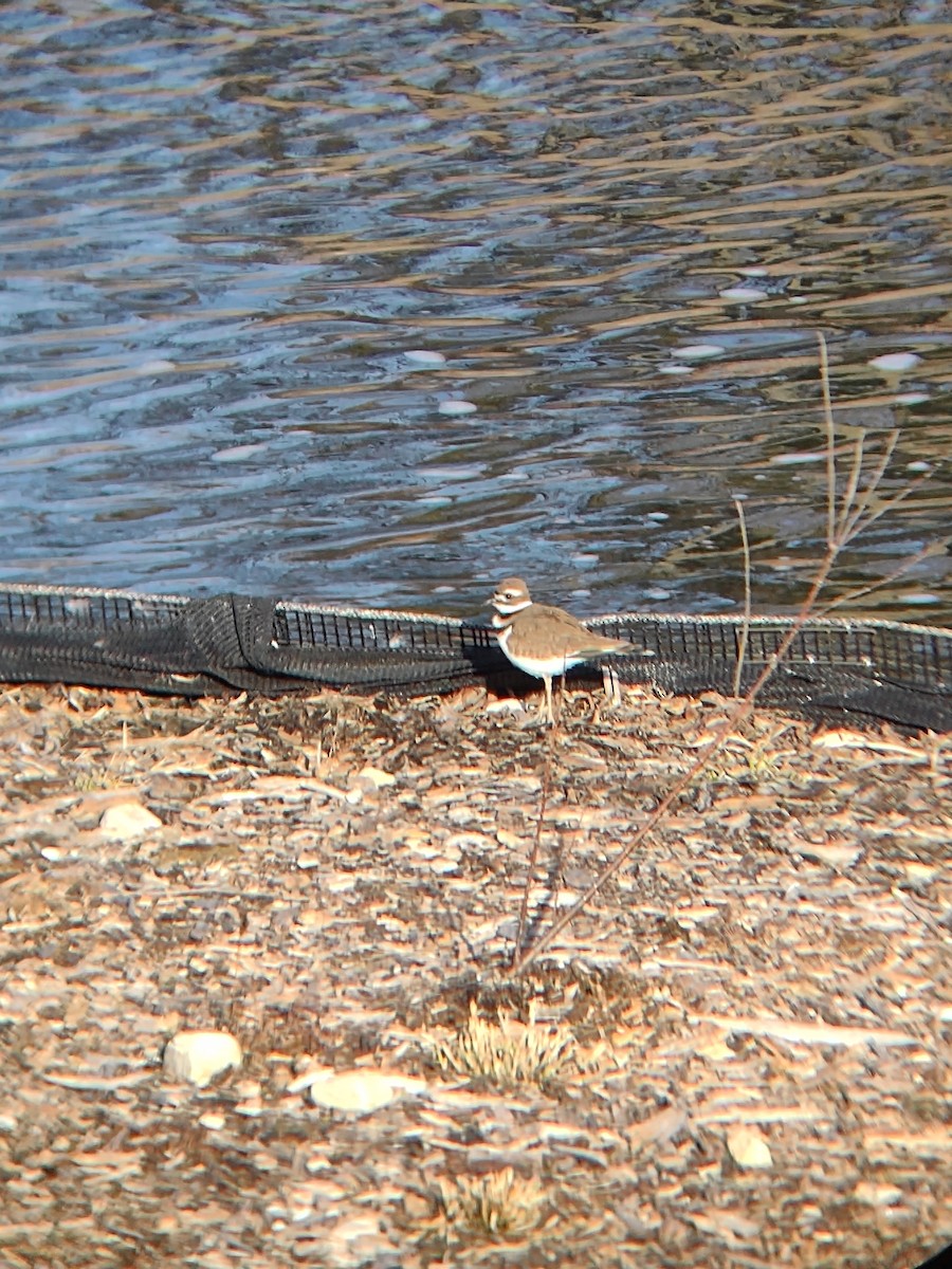 Killdeer - ML631975099