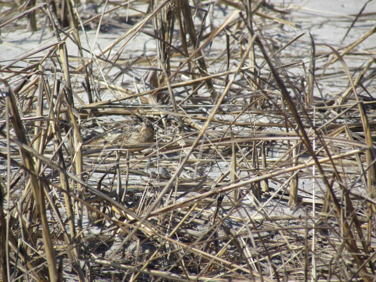 Smith's Longspur - ML631975152