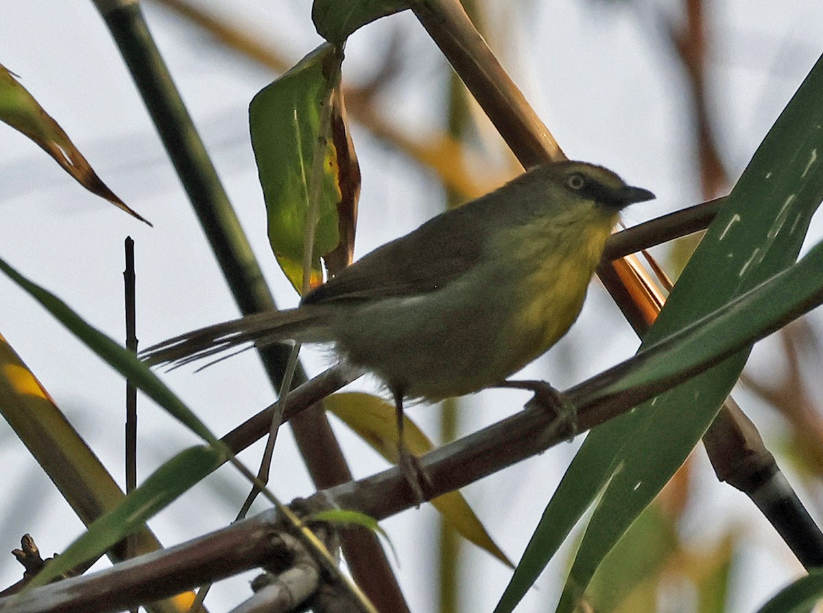 Pin-striped Tit-Babbler - ML631975187