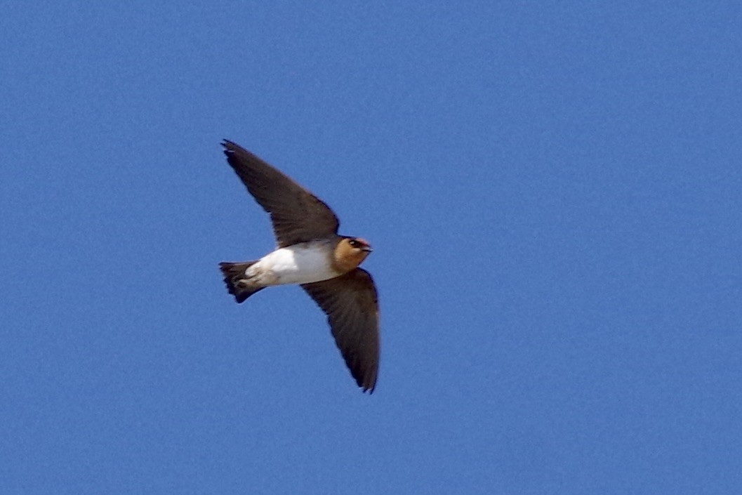 Cave Swallow - Alex Patia