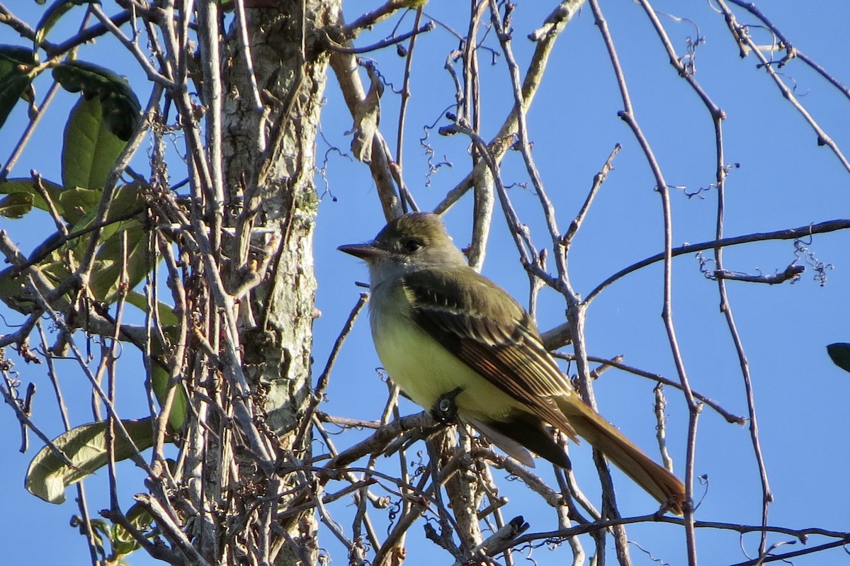 Great Crested Flycatcher - ML631975627