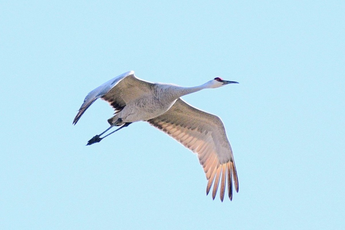 Sandhill Crane - ML631975795