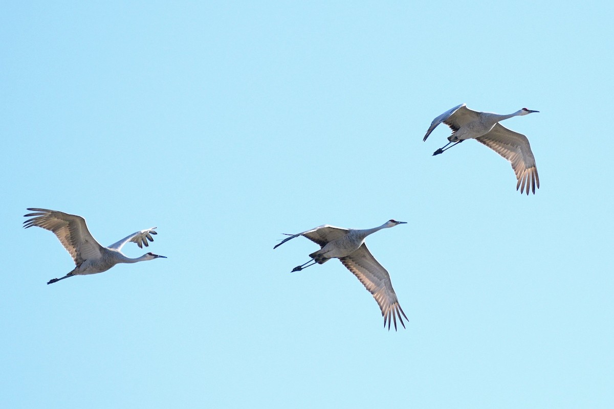 Sandhill Crane - ML631975800
