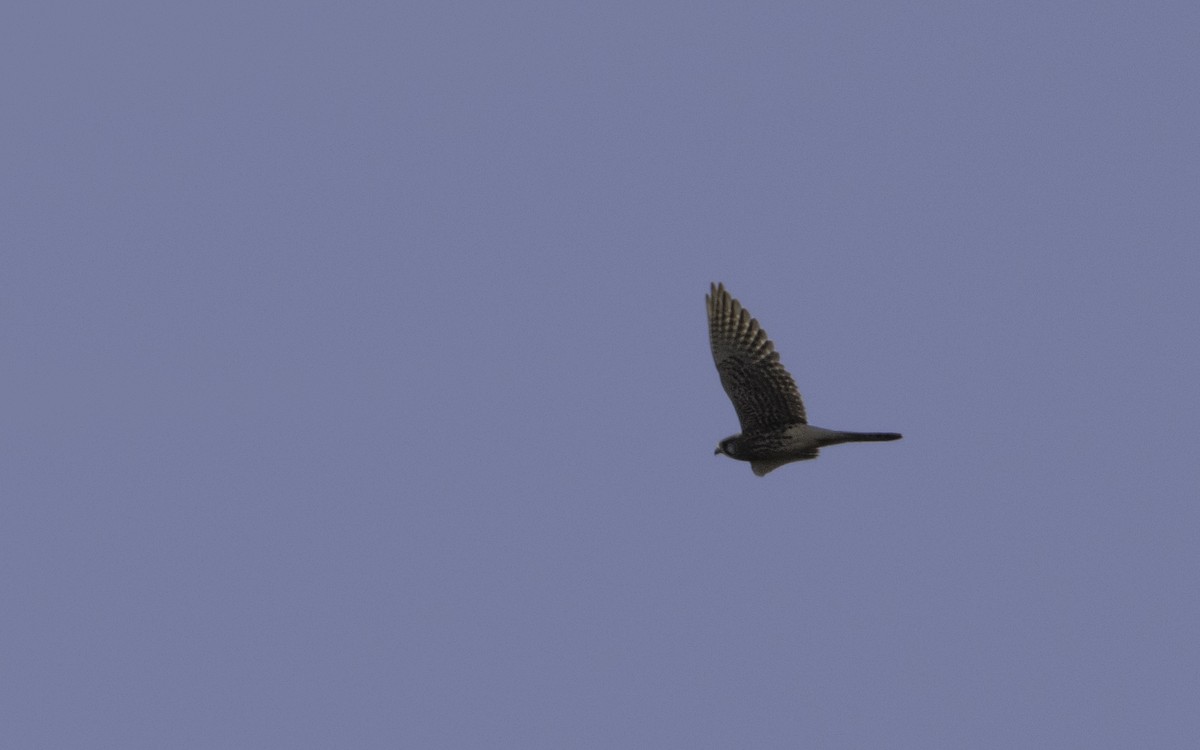 Halcón Peregrino - ML631975837