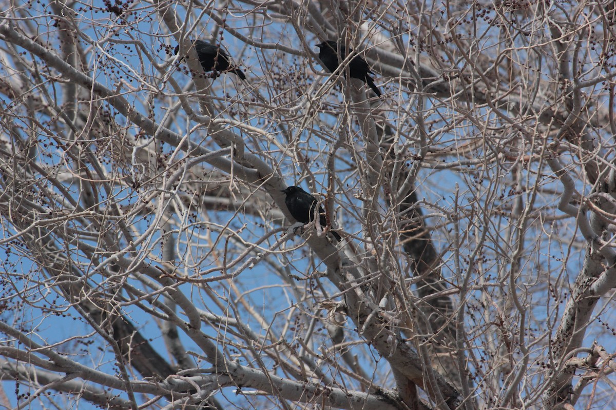 サンショクハゴロモガラス - ML631975843