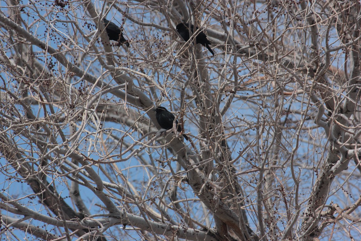 サンショクハゴロモガラス - ML631975844