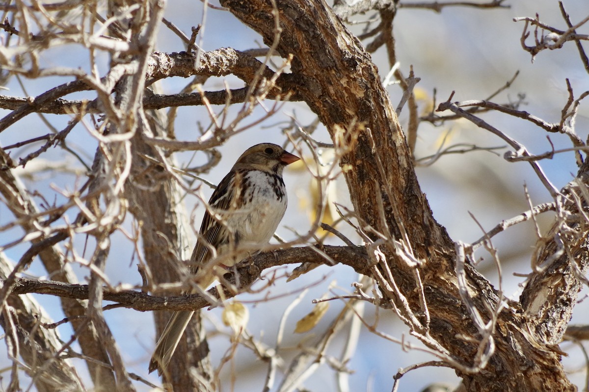 Harris's Sparrow - ML631975850