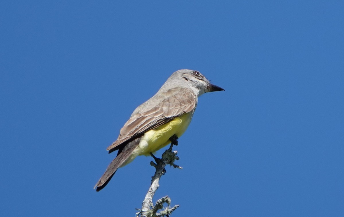 Western Kingbird - ML631975969