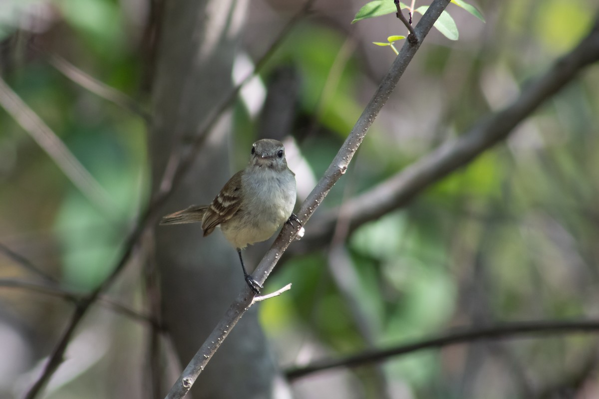 Mouse-colored Tyrannulet (Southern) - ML631976079
