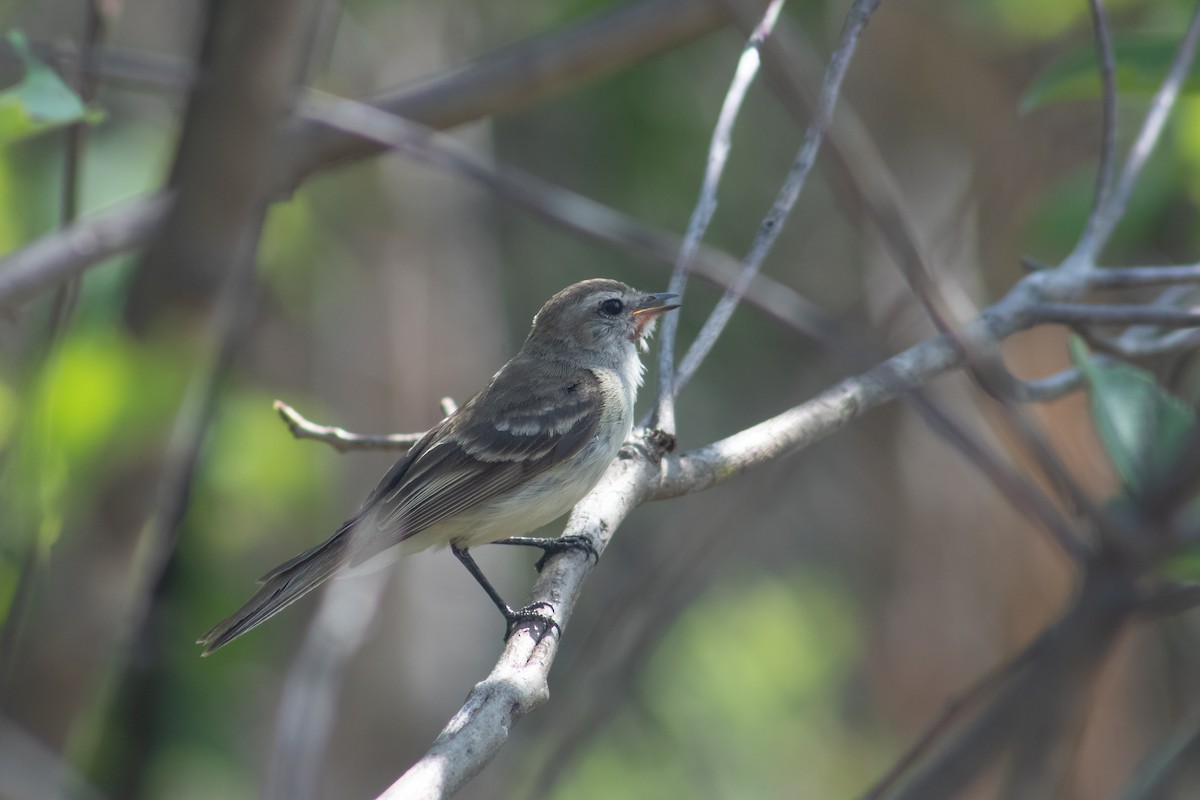Mouse-colored Tyrannulet (Southern) - ML631976080