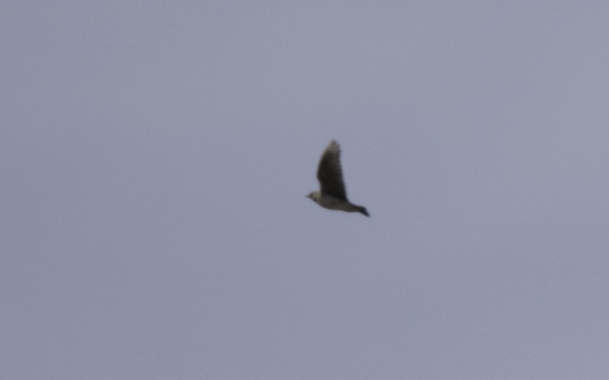 Calandria Común - ML631976291