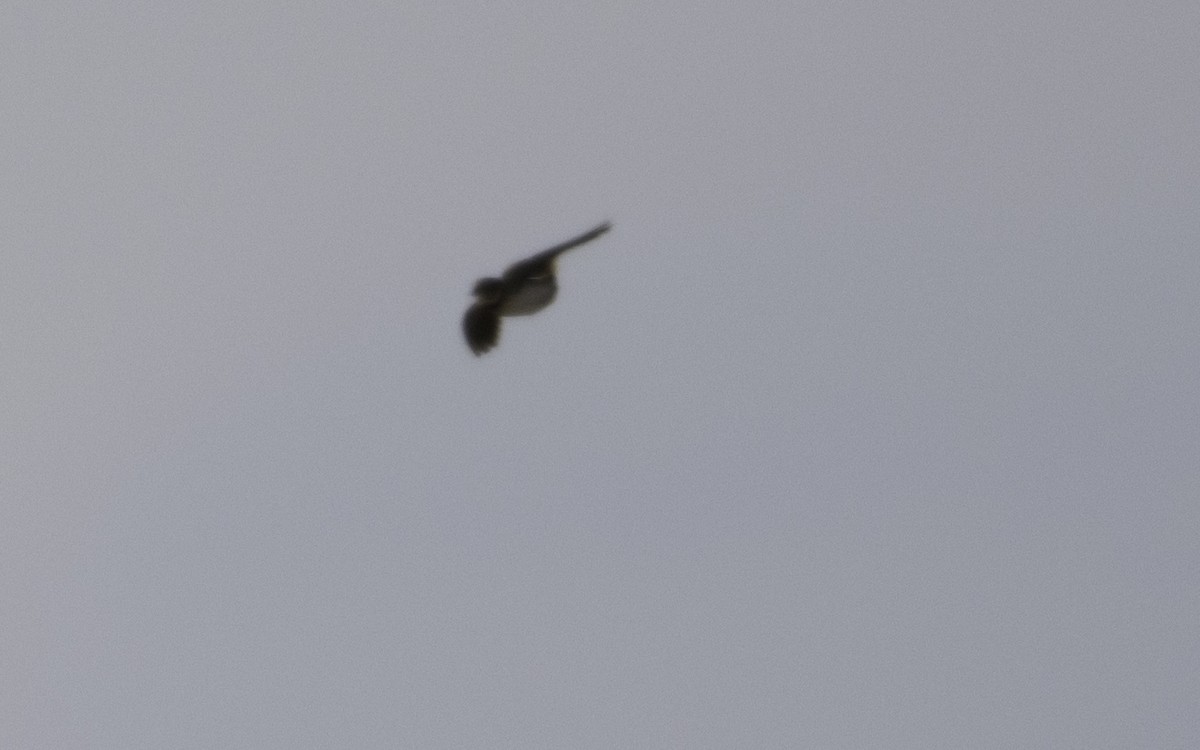 Calandria Común - ML631976292