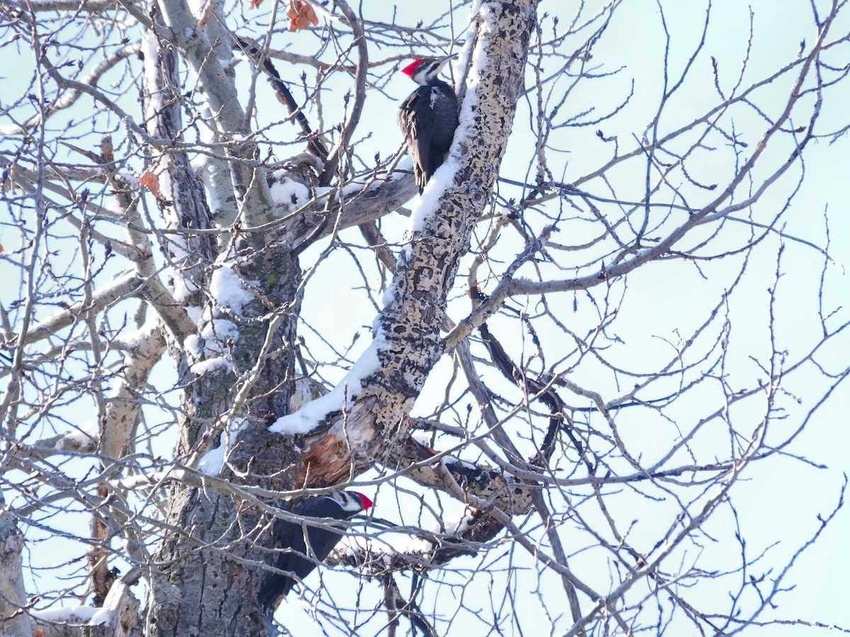 Pileated Woodpecker - ML631976326
