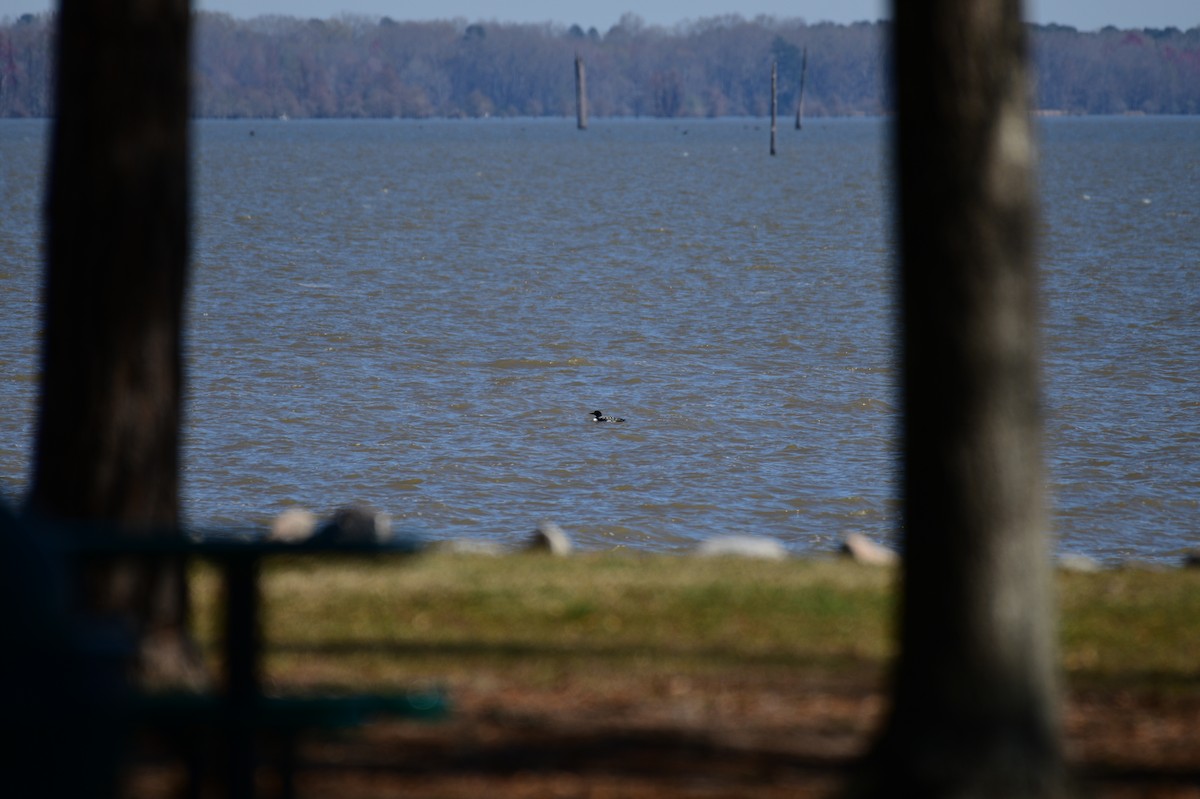 Common Loon - ML631976440