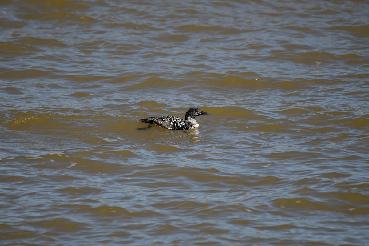 Common Loon - ML631976466