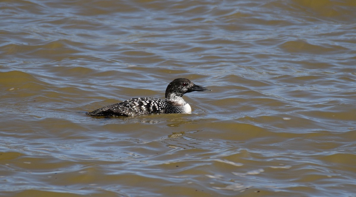 Common Loon - ML631976482