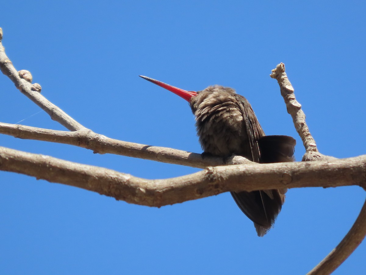Colibri sombre - ML631976553