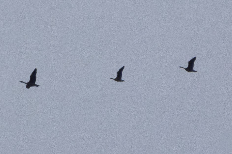 Cackling Goose - ML631976567