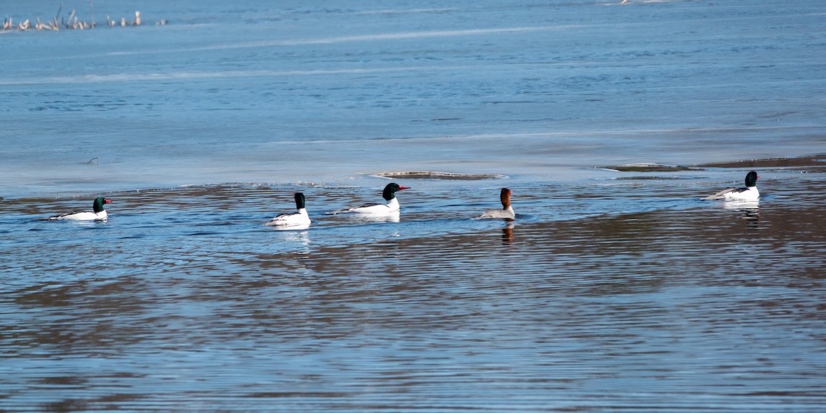 Common Merganser - ML631976618