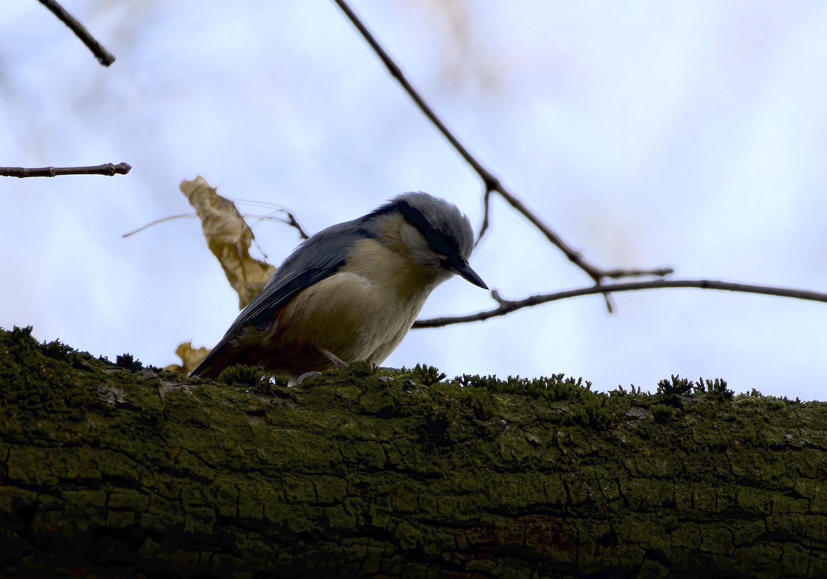 Eurasian Nuthatch - ML631976630