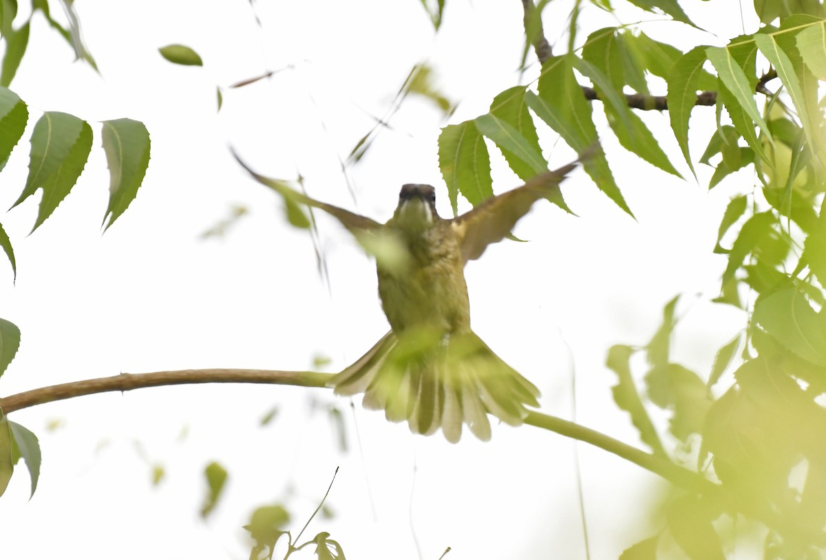 Simple Greenbul - ML631976769