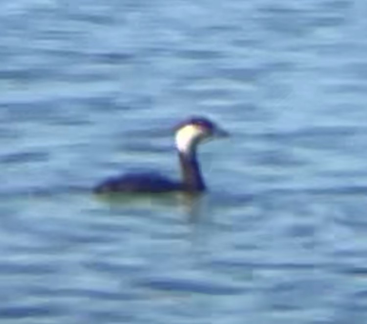 Horned Grebe - ML631976796