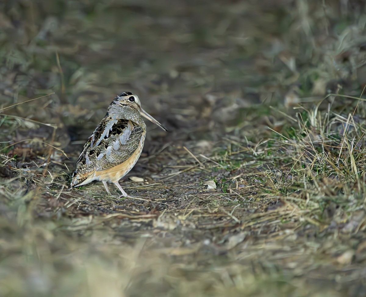 American Woodcock - ML631976940