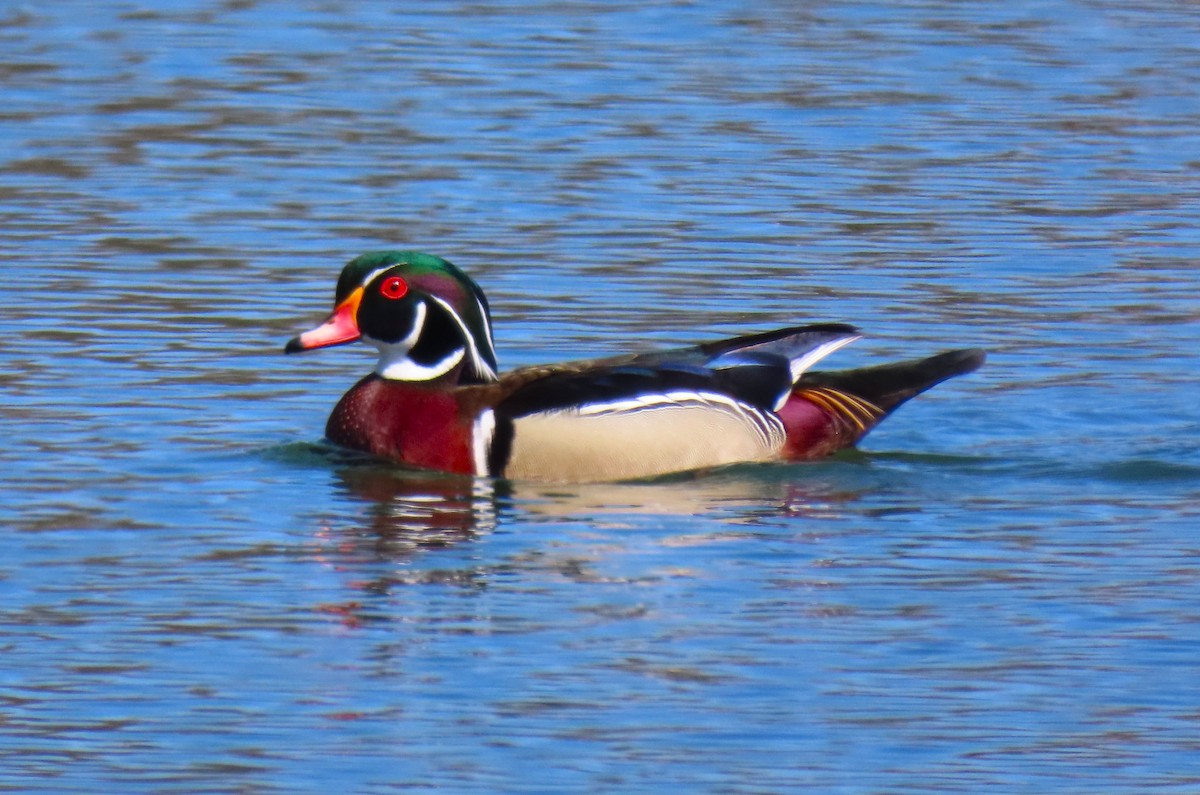 Wood Duck - ML631976956