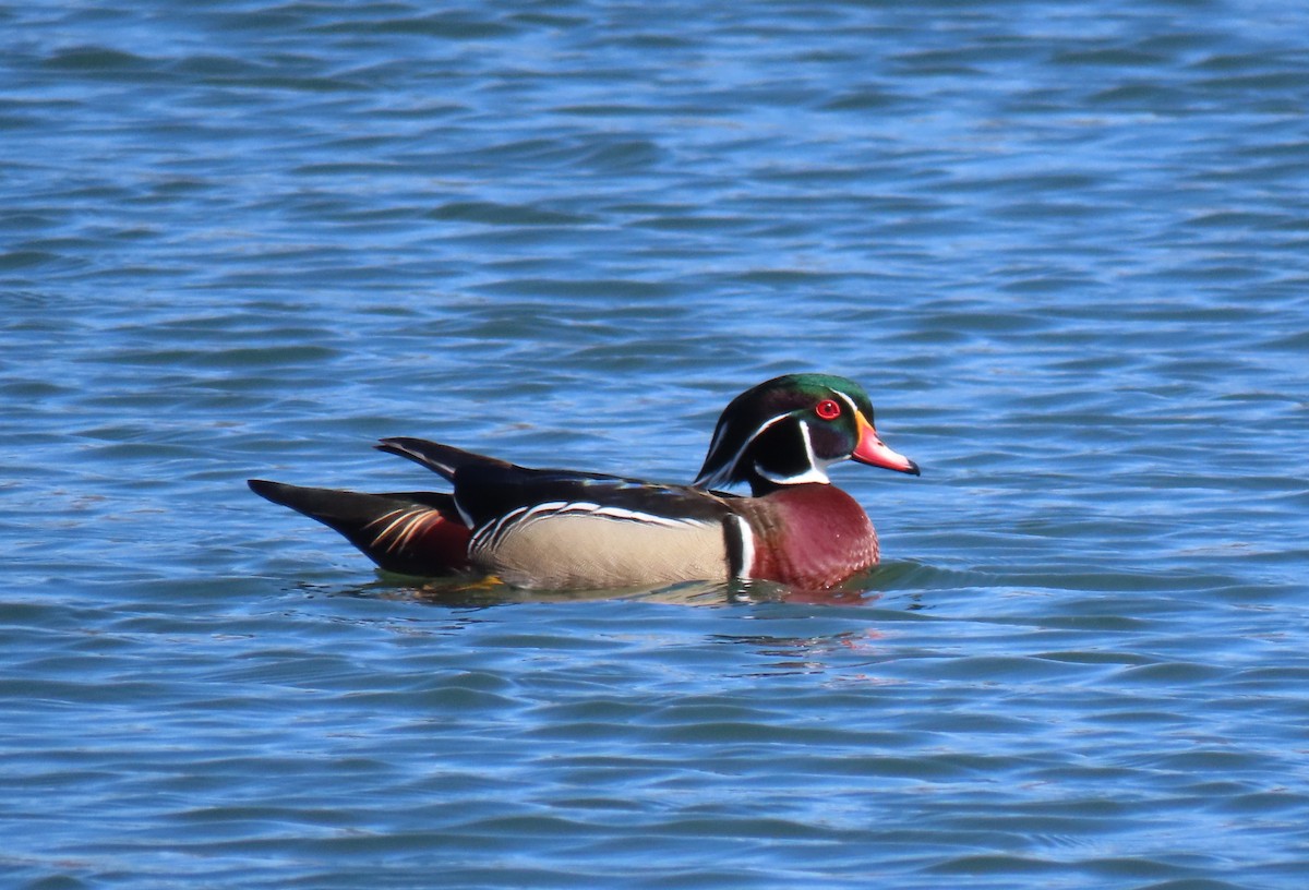 Wood Duck - ML631976959