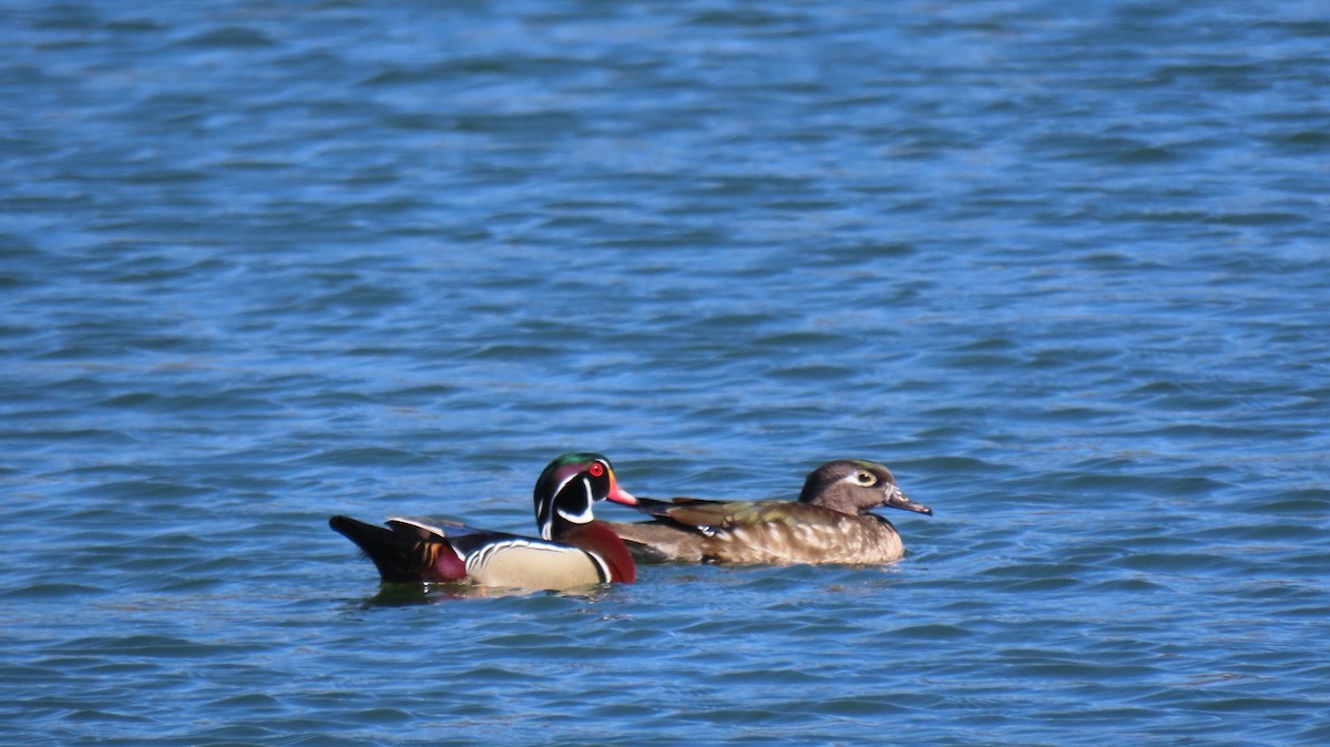 Wood Duck - ML631976962