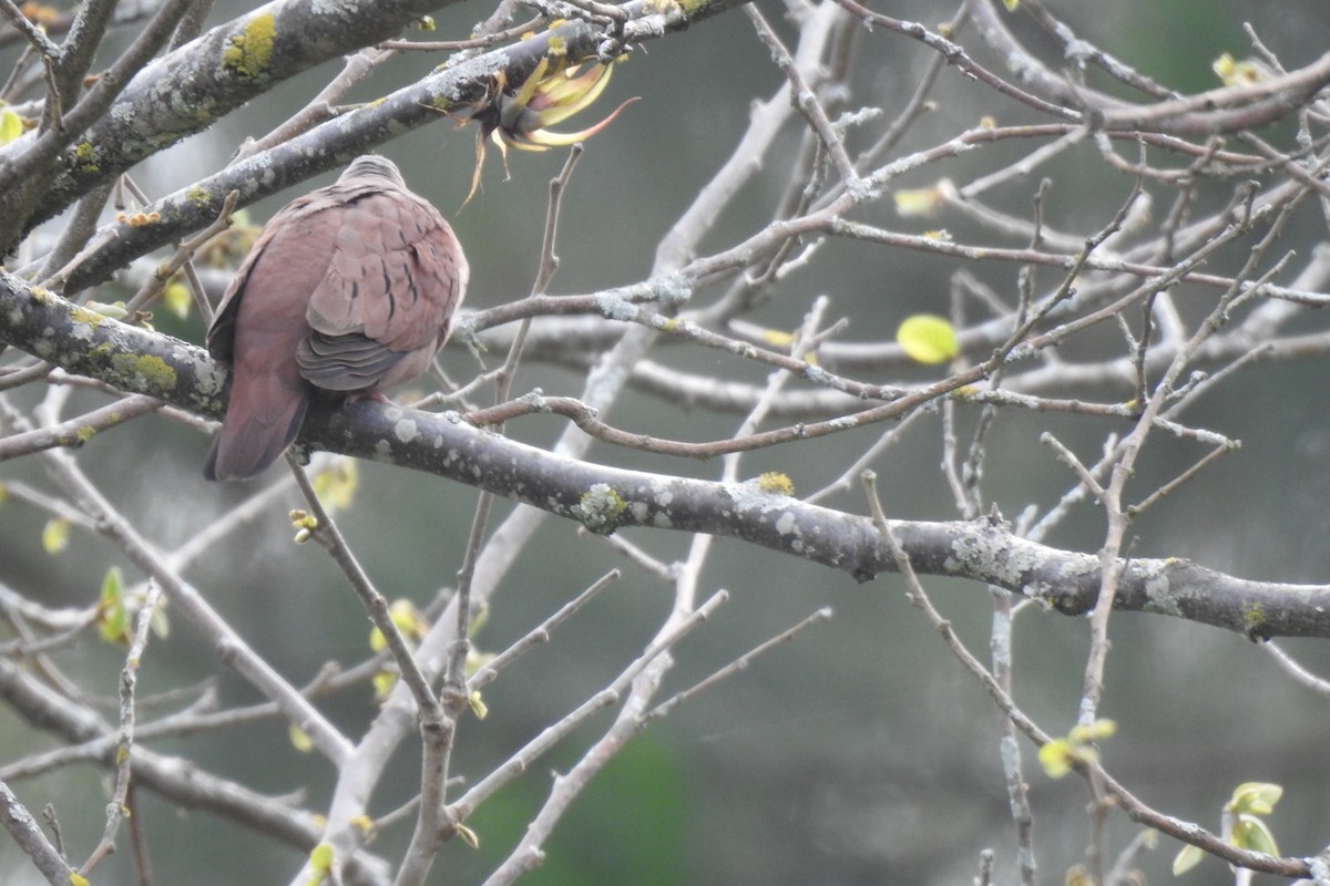 Ruddy Ground Dove - ML631977046